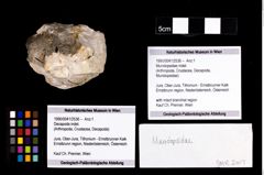 Foto (Objekt + Etikett) von Munidopsidae indet.  (NHMW-GEO-1990-0041-2536)